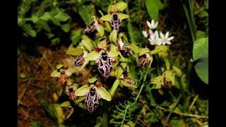 Ophrys kotschyi Cyprus Bee Orchid Endemic to Cyprus [upl. by Ahsekat]