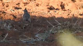 Galerida cristata  crested lark  cogujada común [upl. by Curnin]