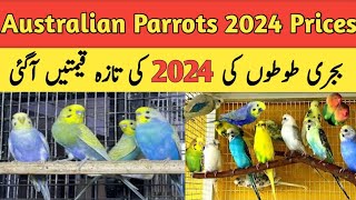 Australian parrots price in pakistan 2024  australian parrots price in karachi 2024  Budgies [upl. by Wilbert]