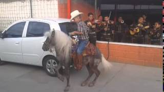 Alfredito el chato y su pony [upl. by Bedelia]