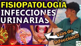 INFECCIÓN URINARIA FISIOPATOLOGÍA  GuiaMed [upl. by Neva144]