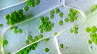 Cyclosis  Cytoplasmic Streaming in Plant Cells [upl. by Nillek431]