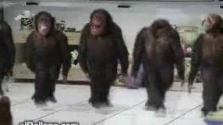 Monkey Dancing Dabkeh Funny [upl. by Teria]