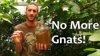 The BEST Fungus Gnat Killer Actually Works 5 Yrs GnatFree and Counting [upl. by Urbano]