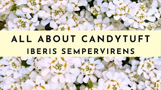 Candytuft Plant Care How to Grow amp What To Know Iberis Sempervirens [upl. by Laeria]