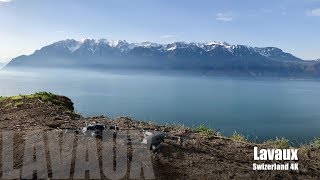 The Lavaux Vineyard Terraces in 4K  UNESCO World Heritage Switzerland  DJI Mavic Pro [upl. by Avalsorim666]