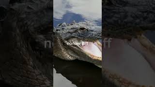 American alligator vs all Caimans species alligator caiman phonk crocodile gharial [upl. by Garald]