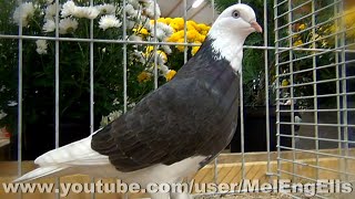 Best of 2 Pigeons Culbutants  Tumbler Pigeons  Tümmler Tauben [upl. by Animlehliw]