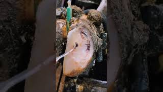 Damage under this hoof shorts asmr satisfying hoof [upl. by Meares639]