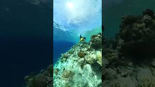 Snorkeling Maldives in October [upl. by Nashner254]