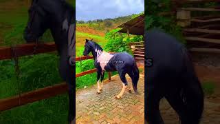 Edit Cavalo Mangalarga Marchador vaiprofycaramba cavalos foryou [upl. by Avan]