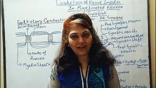 Saltatory Conduction  Flow of Nerve impulse in Myelinated neurons  Human Anatomy  Physiology [upl. by Kimberlyn508]