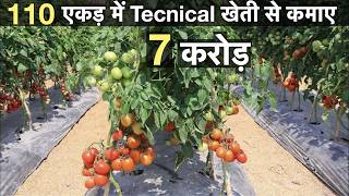 Profitable tomato Farming in india [upl. by Johppa]