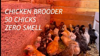 Chicken Brooder is easy and chickens have NO SMELL [upl. by Akienaj834]