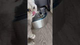 Cat is thirsty New water fountain setup catshorts pettech catlover [upl. by Artied953]