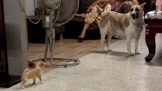 Chihuahua Puppy Barks At Bigger Dog [upl. by Orsay]