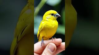 Canaries in Focus Beauty and Song BirdLovers Canary [upl. by Redna]