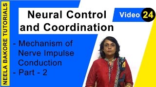 Neural Control and Coordination  NEET  Mechanism of Nerve Impulse Conduction  Part 2  Dr Neela [upl. by Cozza]