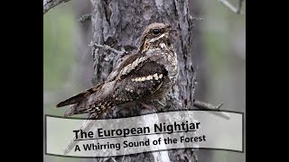 The European Nightjar Caprimulgus europaeus  A Mysterious Forest Song [upl. by Nonrev]