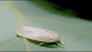 Plaga Cuarentenaria en Aguacate – Stenoma catenifer [upl. by Yelserp]