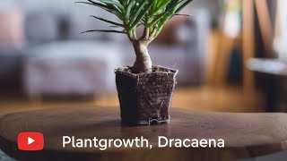 PlantGrowth  Dracaena [upl. by Feeney375]