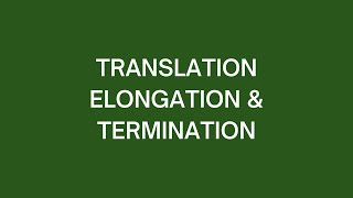 Translation Elongation amp Termination [upl. by Samaj626]