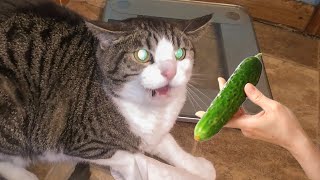 Cats VS Cucumbers Compilation  Cats Scared of Cucumbers  PETASTIC 🐾 [upl. by Ancell]