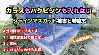 シャインマスカット被害と即対策工事、糖度も。最後裏話しはラジオで、収穫YouTubeショート映像も。カラス、アライグマ、家庭菜園ぶどう栽培 [upl. by Haase100]