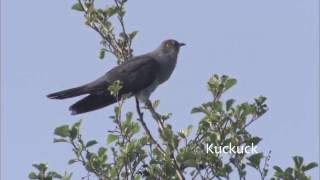 Vogelkonzert Amsel Nachtigall und Kuckuck  Concert of birds blackbird nightingale and cuckoo [upl. by Durkee]