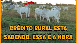 PREÇO DO BEZERRO COM O CRÉDITO RURAL PODE SER UM EXCELENTE NEGÓCIO💥💥 [upl. by Virgina]