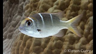 Bigeye Seabream  Monotaxis grandoculis [upl. by Melbourne608]