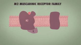 M2 MUSCARINIC RECEPTOR FAMILY [upl. by Tohcnarf]