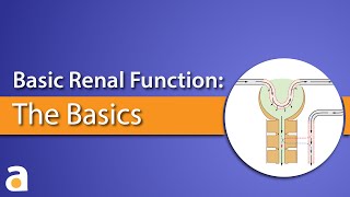 Basic Renal Function The Basics [upl. by Asyla]