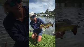 Peacock Bass in Florida [upl. by Irianat]