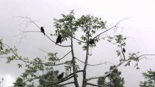 Montezuma Oropendola Male CallShow  Arenal Costa Rica [upl. by Ennayr]