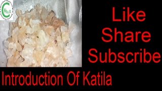 Introduction Of Katila কাতিলার পরিচিতি [upl. by Prior593]