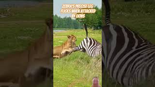 Zebras precise leg flicks when attacked by lions  zebra zebraattack lion lionattack animals [upl. by Grinnell104]