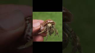 The hermit crab can live on land and in water  💚 hermitcrab trending viralvideo [upl. by Ajim]