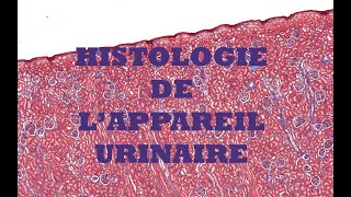 Histologie du système urinaire [upl. by Ydnar]