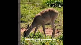 Rhebok abu yg secara lokal dikenal sebagai vaalribbok dalam bahasa Afrikarusa greyrhebok reedbuck [upl. by Jarad]