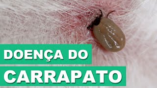 Doença do Carrapato  Dicas Veterinárias [upl. by Leese]