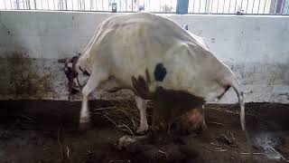 Tibial Nerve paralysisinjury in cattle [upl. by Paymar584]