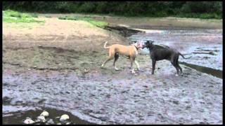 Two Really Big Great Danes Playing Ruff  httpwwwbajodogcom [upl. by Candide]