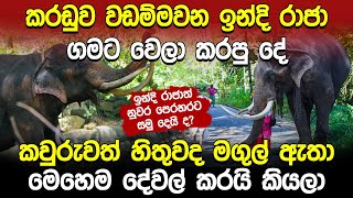 කරඩුව වඩම්මවන ඉන්දි රාජා ගමට වෙලා කරපු දේ  Indi Raja  Kandy Esala Perahera [upl. by Arita]