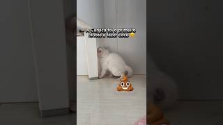 O PRIMEIRO FILHOTE DE GATO A FAZER COCO SOZINHO 😱💩🐱 gatos gato gatinho gatinhos gatosfofos [upl. by Cirtap287]