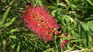 Sowing Winter Hardy Callistemon [upl. by Gardia]