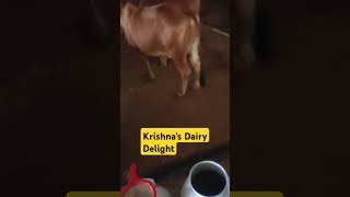 Krishnas Dairy Delight Fresh Milk from the farms shots education cow milk milkbasket [upl. by Irisa731]