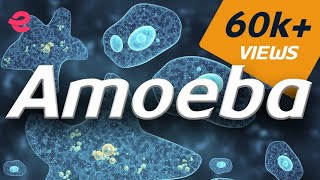 What is An Amoeba  Biology  Extraclasscom [upl. by Suzi404]