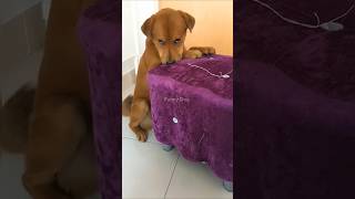 Funny dog funny video episode 71 [upl. by Deelaw]