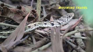 Buff Striped Keelback [upl. by Gernhard300]